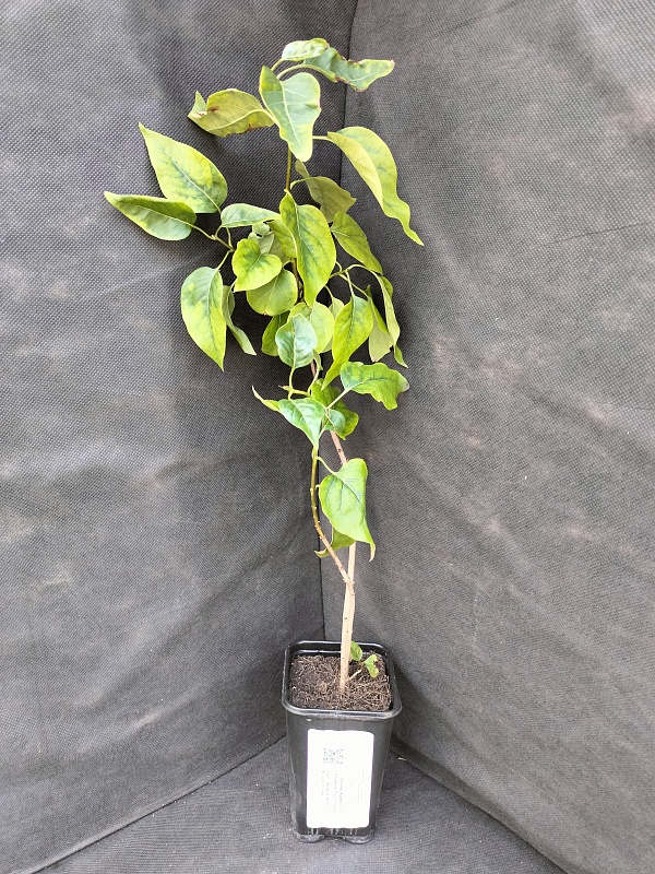 Сирень Адмирал Нахимов 1 шт Р9